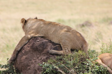 a lioness resting tightly on a rock