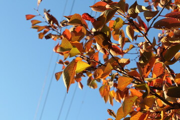 青空とオレンジ色の葉っぱ