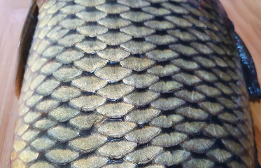 Closeup texture of fish scales © Sebastian Albin Fulvius/Wirestock