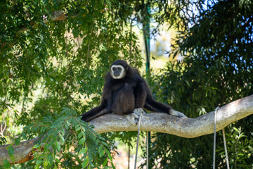 Gibbon Resting on Tree Branch