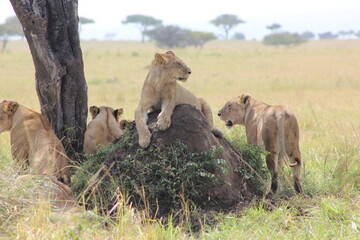 a picturesque photo depicting four lionesses against the beautiful African safari background