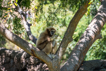 Gibbon Resting on Tree Branch