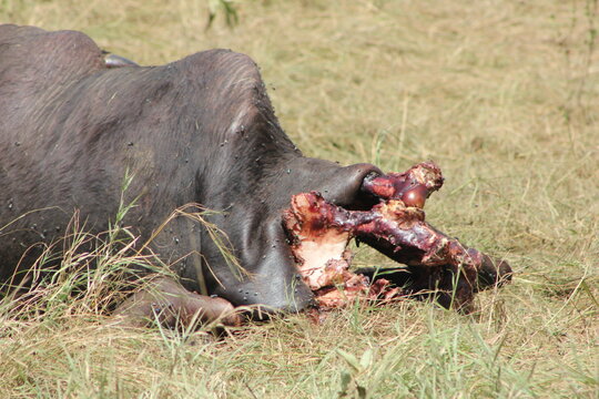 a wild buffalo lying dead with it's flesh seen