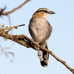 Kruger Park: Black-crowned Tchagra