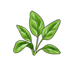 drawing plant of spinach with green leaves, superfood, hand drawn illustration