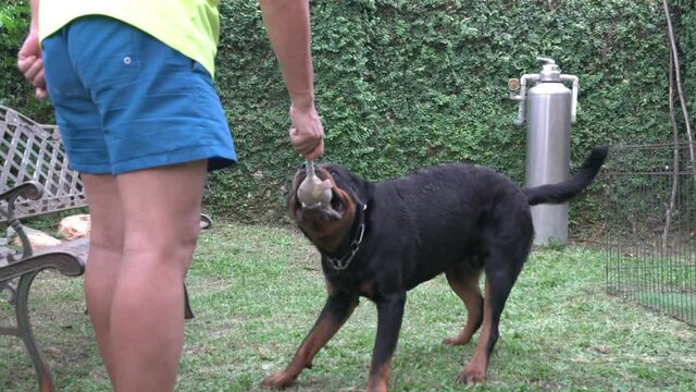 Play Time With Dog. Man Playing Tug Of War With Rottweiler Dog In The Garden.