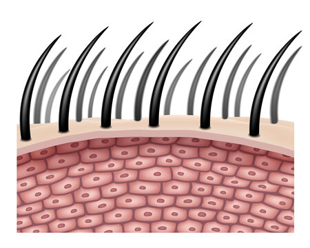 The side view enlarges the hair cells or follicles. for comparison in hair treatment. Realistic file.