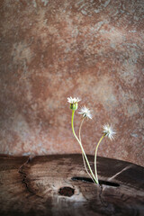 WABI SABI FLORES Y MADERA SOBRE FONDO CON TEXTURA