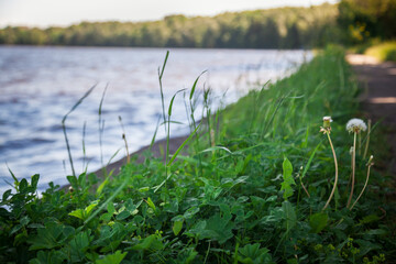 Dandelions in the thick grass on the river embankment.