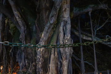 Big old Moreton Bay fig tree at Devonport