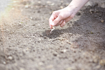 Planting a sprouted seed in the ground, theme garden and vegetable garden