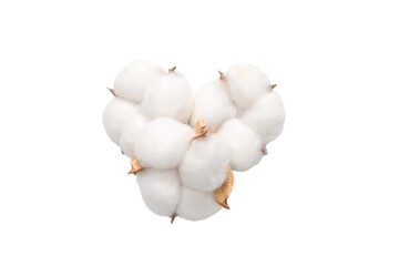 Cotton flower branch isolated on white background.