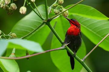 Bird in Singapore (National Bird)  Crimson Sunbird