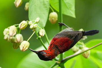シンガポールの野鳥（国鳥）　花を啄むキゴシタイヨウチョウ