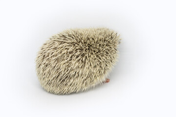 African hedgehog with white spines, back on a white background.