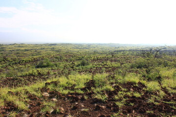 タイトル : ハワイ島（ビッグアイランド）。緑に覆われた溶岩の大地。青い空と白い空。まぶしい太陽の光が降り注ぐ。