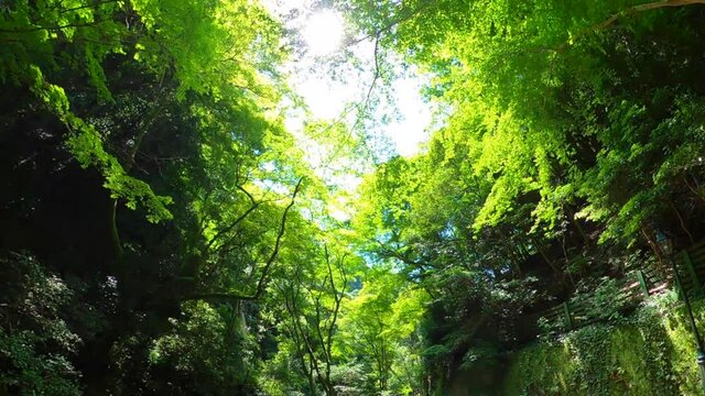 大阪　箕面川の大滝