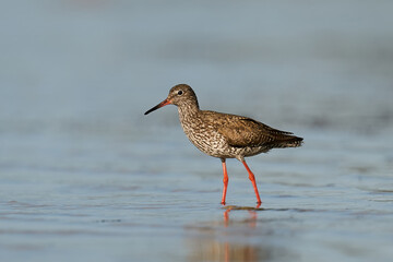 Common redshank (Tringa totanus)