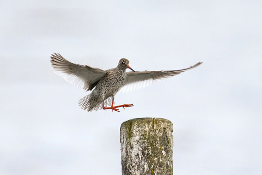 Common redshank (Tringa totanus)
