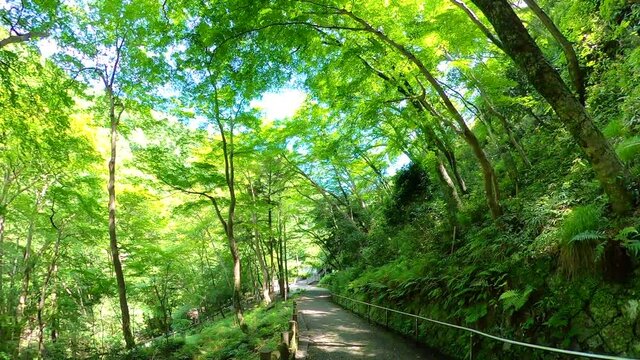 大阪　箕面川の大滝
