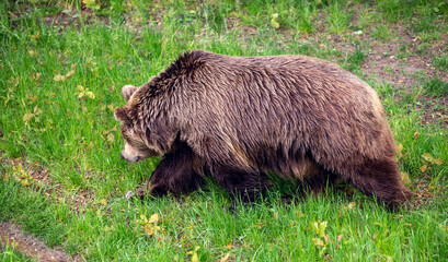 Brown bear in the forest.