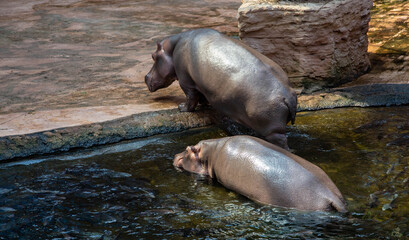 Two hippos coming out of the water.