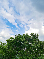 High tall top tree leaf texture with cloud sky background landscape