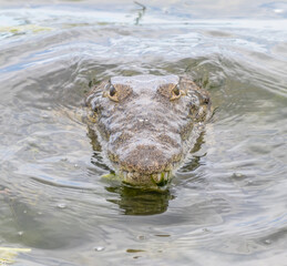 Disparo de alto ángulo de una cabeza de cocodrilo apenas visible en el agua del lago