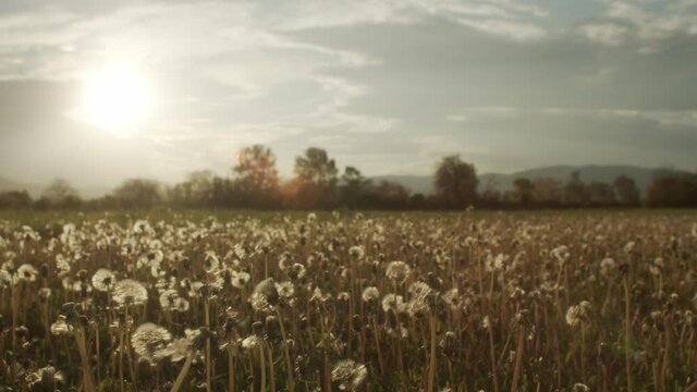 Dandelions in a field at sunset.