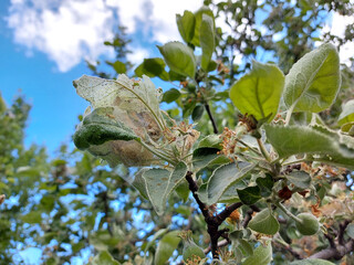 pests on the apple tree. cobwebs and caterpillars on branches and leaves.