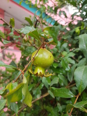 New fruits of Pomegranate on the tree