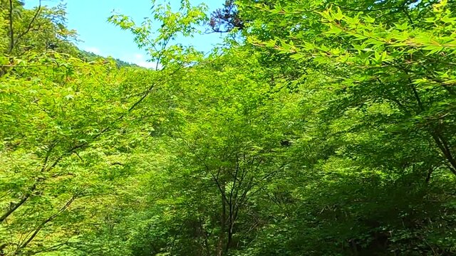 大阪　箕面川の大滝