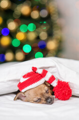 Fototapeta na wymiar A small red toy terrier puppy is sleeping with his head on a pillow in a santa hat under a white blanket against the background of a Christmas tree