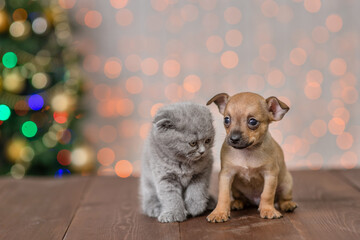 Fototapeta na wymiar Couple of kitten and puppy sitting on the floor against the background of a christmas tree
