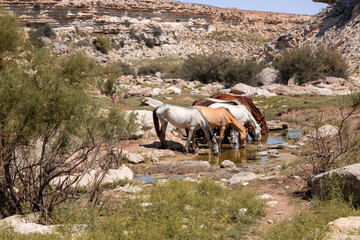 Horses stoped for water at a small fresh water lake Karakol that is located in Saura canyon formed...