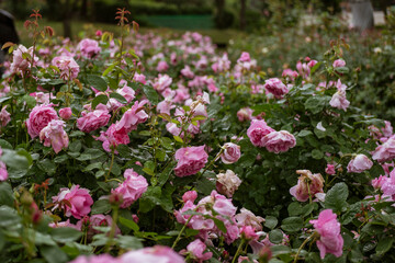 Fototapeta premium rose on rainyday