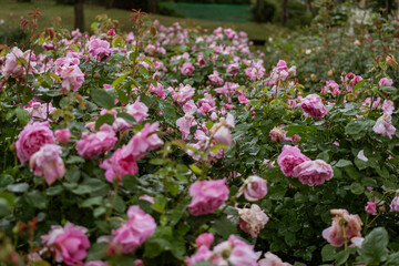 Fototapeta premium rose on rainyday