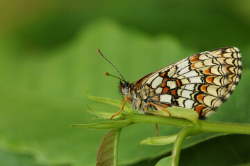 A rare Heath Fritillary Butterfly, Melitaea athalia, perching on a leaf in a woodland clearing.
