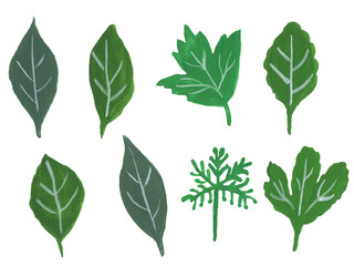 Different green gouache leaves on white background