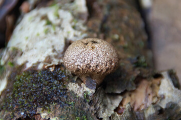 ニセショウロ　山の中で見つけたキノコ