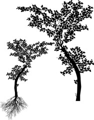 Fototapeta premium small trees and root isolated on white