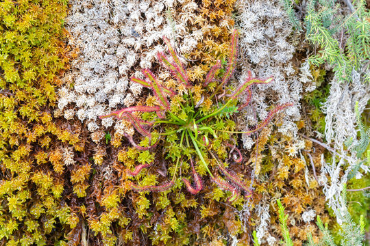 A single plant of Drosera capensis (a carnivorous plant from the Sundew family) growing amongst Sphagnum on the Gifberg, Western Cape, South Africa