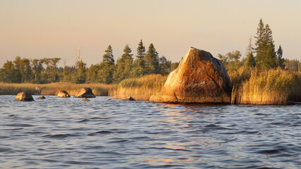 boulders, reed and coastal forest on sunset. North Europe, Baltic sea shelf, gulf of Finland.
