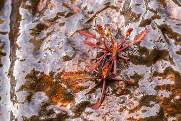 Single Drosera capensis in natural habitat on the Gifberg close to Van Rhynsdorp in the Western Cape of South Africa