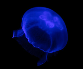 blue small jellyfish isolated on black