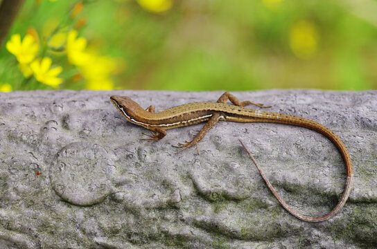カナヘビ の画像 604 件の Stock 写真 ベクターおよびビデオ Adobe Stock