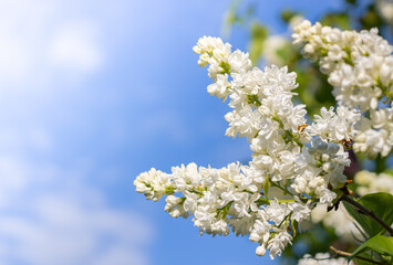 White flowers heads is close up under sunny light on blurred sky background