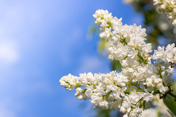 Beautiful white flowers  in spring or summer in a  close-up in sunlight in nature. Spring background with sky.