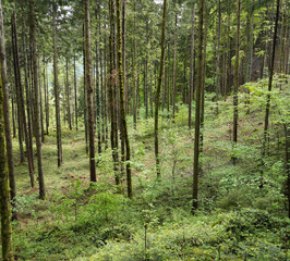 Fototapeta premium Kleine Wanderung bei Marquardstein