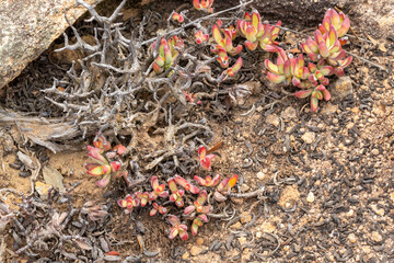 Crassula brevifolia in natural habitat close to Van Rhynsdorp in the Western Cape of South Africa